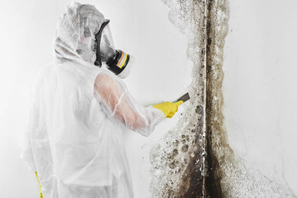 Best Black Mold Removal  in Scissors, TX